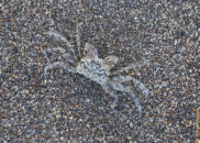 This is a ghost crab. It is not so named for its camouflage, but rather for its ability to disappear in the blink of an eye. It can run to speeds up to 16 kph (10mph) ghost crab