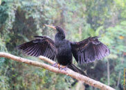 This bird may look like it but it is not a cormorant. It is an anhinga. Their bill is straight, whereas the cormorant bill ends in a hook. anhinga