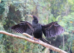This bird may look like it but it is not a cormorant. It is an anhinga. Their bill is straight, whereas the cormorant bill ends in a hook. anhinga