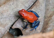 The strawberry poison-dart frog has a poisonous skin. As stated in the detailed article I linked  "whatever predator eats this frog will experience convulsions, paralysis, and death" strawberry poison-dart frog