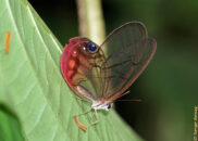 This is a blushing phantom. A beautiful name for a beautiful butterfly. blushing phantom