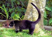 This is a white-nosed coati, a member of the procionidae family which also includes our common raccoon. You can see a video of this mammal in an old post about a raccoon. white-nosed coati