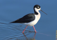 This is a black-necked stilt. It belongs to the large group of shorebirds or waders. This means that they walk in shallow waters in order to forage for food. black-necked stilt