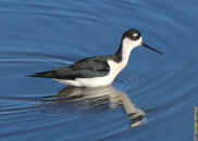 Its legs are between 14 and 18 inches, so it can stand in deeper water than other shorebirds like the long-billed dowitcher shown in the fourth pictures of this gallery. black-necked stilt