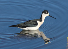 Its legs are between 14 and 18 inches, so it can stand in deeper water than other shorebirds like the long-billed dowitcher shown in the fourth pictures of this gallery. black-necked stilt