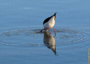It is not afraid of plunging its head into the water to eat whatever it saw in it. black-necked stilt