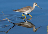 This is a long-billed dowitcher, another shorebird or wader. It is a member of a common large group: the sandpipers. long-billed dowitcher