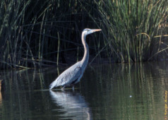 This great blue heron has his long legs completely submerged. So you know he is standing in deep water, I would guess a couple of feet great blue heron
