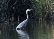 This great blue heron has his long legs completely submerged. So you know he is standing in deep water, I would guess a couple of feet great blue heron