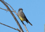 This bird has a name similar to the common black phoebe, but it's a Say's phobe. Although I caught him on a dead tree overseeing the lake it's normally found inland. Say's phoebe