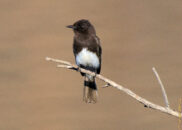 The black phoebe is very active little bird which we often see in our yards. It has the reputation of being very useful to us because it eats a lot of insects. black phoebe