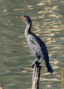 This is a double-crested cormorant, a bird who dives for fish. Thanks to its palmed feet it can swim down to a depth of 1.5β7.5 m (4 ft 11 inβ24 ft 7 in) for 30β70 seconds. double-crested cormorant