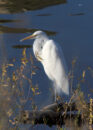 Another pic of a great egret, but this one is interesting because it shows that its neck can fold to a tight S shape and even allow the bird to rest its head on the outer curve of the S. It made me wonder, how many animals can do that? great egret