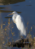 Another pic of a great egret, but this one is interesting because it shows that its neck can fold to a tight S shape and even allow the bird to rest its head on the outer curve of the S. It made me wonder, how many animals can do that? great egret