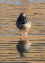 Then we have a female mallard duck. It was staying in this position for a while, presumably to keep warmer, as it was very early in the morning. mallard duck