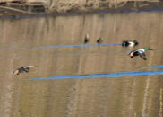 A couple of mallards flying over the lake. The male is ahead with his shiny green head. The mallard is omnivorous. They will eat all kind of small animals and insects as well as plants, roots, or tubers. mallard ducks flying over lake