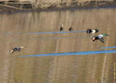 A couple of mallards flying over the lake. The male is ahead with his shiny green head. The mallard is omnivorous. They will eat all kind of small animals and insects as well as plants, roots, or tubers. mallard ducks flying over lake