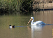 Here we have a mallard followed by a pelican. Or so it seems, when I was observing them, and wondering why would this pelican follow a mallard. Note the black color of the mallard's head, and compare with the next pic. mallard duck and pelican