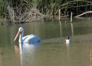 Now the mallard has changed direction and its head looks shiny green again, another great example of chatoyance, which you will remember we observed in the picture of a lizard, mallard duck and pelican