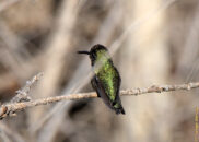 This Anna's hummingbird seems to have something wrong with his beak. something is wrong with the beak of this Annay's hummingbird