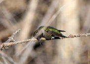 Here he is, now clearly rubbing his beak on the branch, trying to get rid of that stuff. It looks like tar, maybe it's a disease. I don't usually show sick animals, but these pictures reminded me how fragile nature is, and that we need to be careful with it. something is wrong with the beak of this Annay's hummingbird