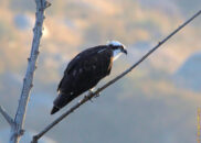 Vomiting osprey series - 1 of 10 Vomiting osprey series 1 of 10