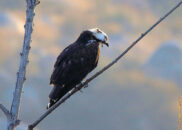 Vomiting osprey series - 2 of 10 Vomiting osprey series - 2 of 10