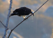 Vomiting osprey series - 4 of 10 Vomiting osprey series - 4 of 10