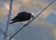 Vomiting osprey series - 7 of 10 Vomiting osprey series - 7 of 10