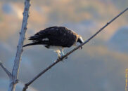 Vomiting osprey series - 8 of 10 Vomiting osprey series - 8 of 10