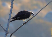 Vomiting osprey series - 9 of 10 Vomiting osprey series - 9 of 10