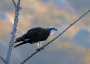 Vomiting osprey series - 10 of 10 Vomiting osprey series - 10 of 10