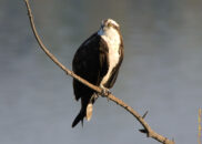 Osprey perched on a branch - 1 of 5 Osprey perched on a branch - 1 of 5
