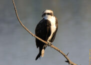 Osprey perched on a branch - 2 of 5 Osprey perched on a branch - 2 of 5