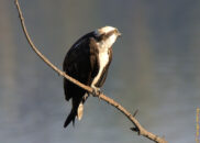 Osprey perched on a branch - 4 of 5 Osprey perched on a branch - 4 of 5