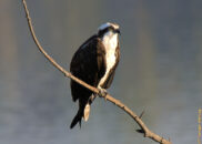 Osprey perched on a branch - 5 of 5 Osprey perched on a branch - 5 of 5