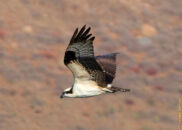 The only good picture of this osprey in flight I was able to get this time. Osprey in flight
