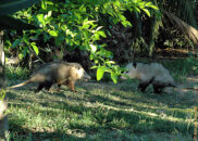 This was clearly the whole family. One was looking very young, and the other two were his/her parents. opossums in my backyard