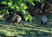 Here you see them exploring the backyard of my old house. At some point they even were playful running around the yard. opossums in my backyard