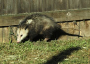 I think they was the male. But I can't be 100% sure. opossums in my backyard
