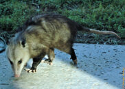 And I believe that this was the female. She seemed very inquisitive, perhaps wondering if this was a good spot for spending the night. opossums in my backyard