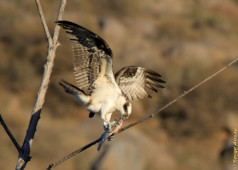 I saw this osprey catch a fish far away from me, but I was able to find him sitting on a branch eating. I also filmed this event. The 12 minutes video is in the blog page. osprey eating fish on a branch