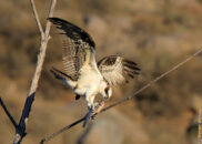I saw this osprey catch a fish far away from me, but I was able to find him sitting on a branch eating. I also filmed this event. The 12 minutes video is in the blog page. osprey eating fish on a branch