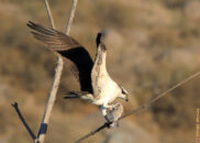 I saw this osprey catch a fish far away from me, but I was able to find him sitting on a branch eating. I also filmed this event. The 12 minutes video is in the blog page. osprey eating fish on a branch