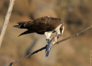 I saw this osprey catch a fish far away from me, but I was able to find him sitting on a branch eating. I also filmed this event. The 12 minutes video is in the blog page. osprey eating fish on a branch