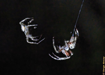 These are araneus diadematus, very common spiders. They are about to mate. The male, smaller, is on the left. araneus diadematus spiders mating