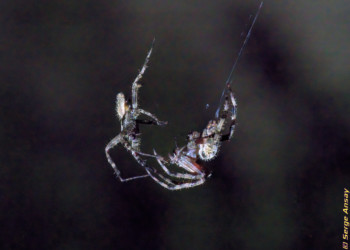 First contact. The male has been getting closer to the female very slowly. It felt like it was taking hours, but it was probably more like 15 minutes. araneus diadematus spiders mating