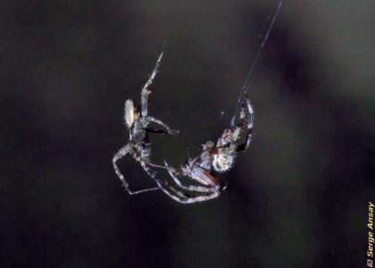 First contact. The male has been getting closer to the female very slowly. It felt like it was taking hours, but it was probably more like 15 minutes. araneus diadematus spiders mating