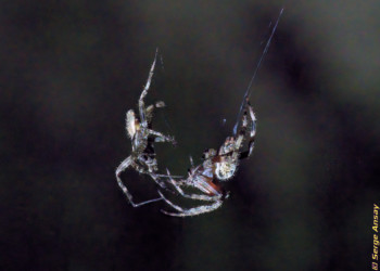 There was a lot of back and forth before the male could get close enough. The female is bigger and very aggressive. araneus diadematus spiders mating