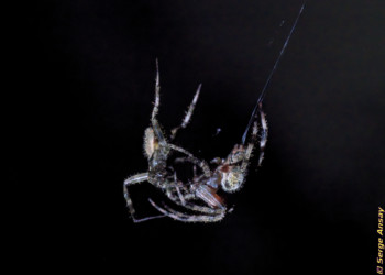 After another 5 minutes it seems the male is getting more confident and getting his body even closer. araneus diadematus spiders mating